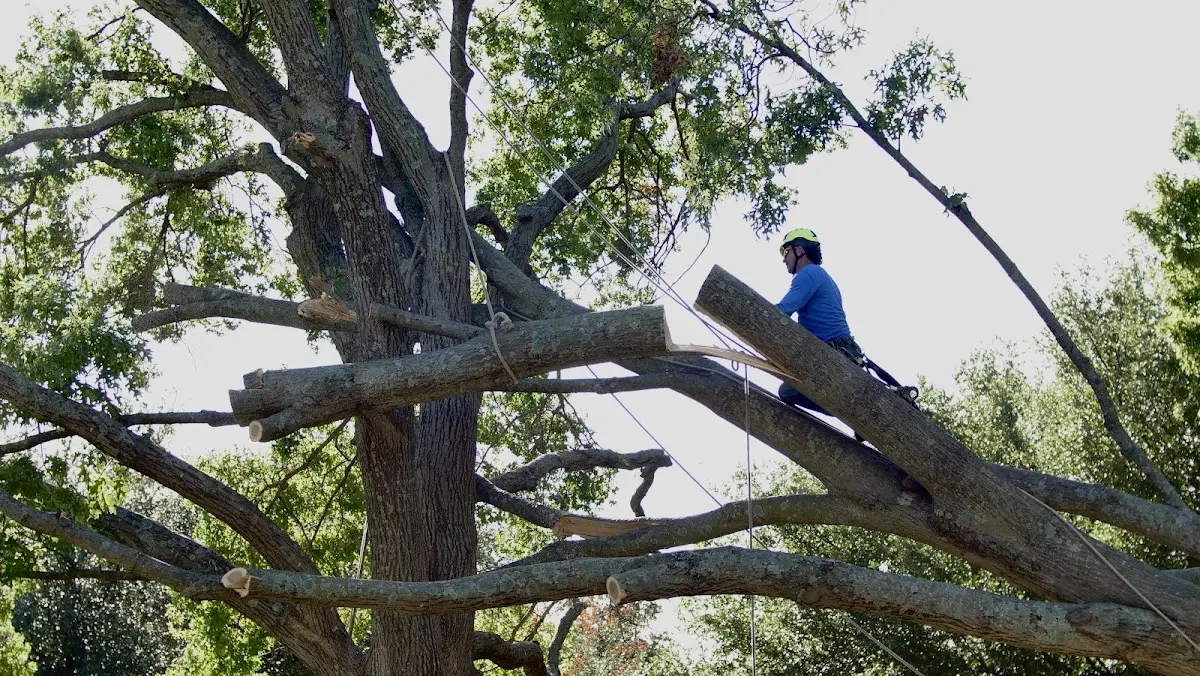 Professional Crown Thinning performed by certified arborists in Leonardville